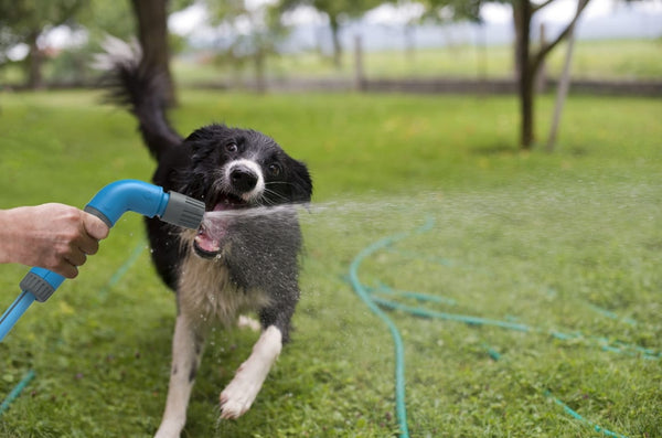 National Dog Day: How to Make Your Garden Dog-Friendly