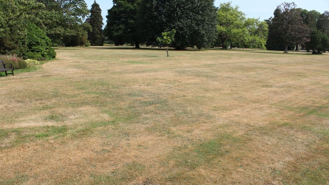 UK garden lawn during the 2026 hosepipe ban and summer drought