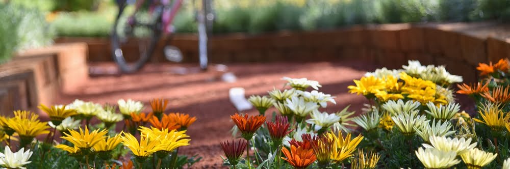 The Most Common Summer Garden Mistakes