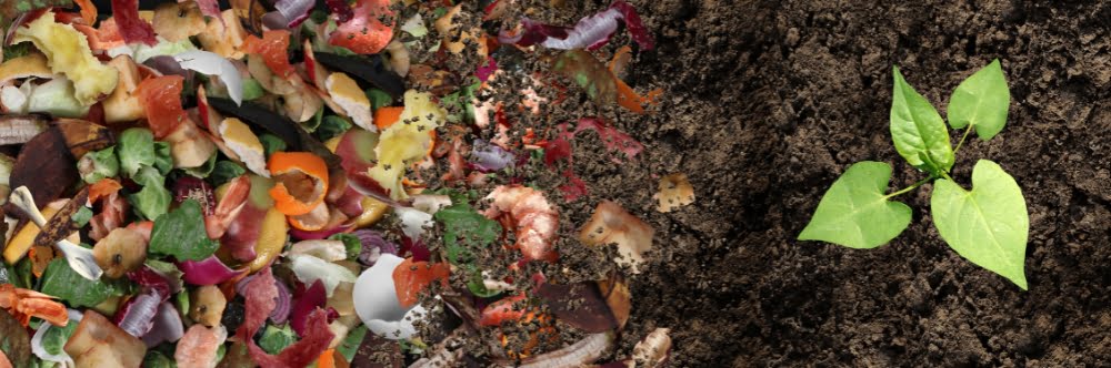 Food to Fertiliser: How Kitchen Waste Can Help Your Garden