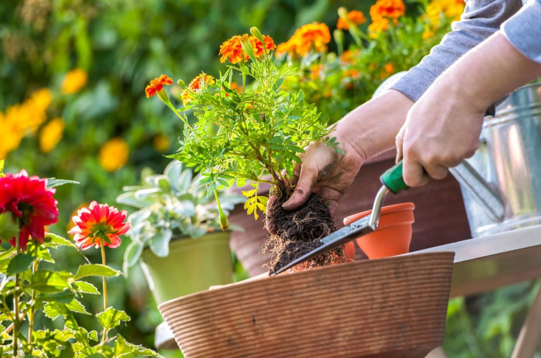 What’s the Difference Between Heirloom and Hybrid Plants?