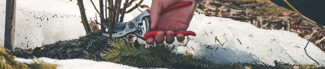 How To Look After Your Garden in Winter