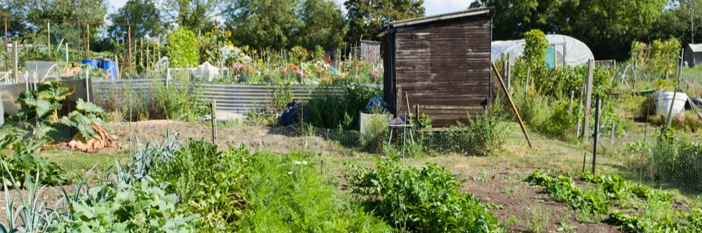 Celebrating National Allotments Week