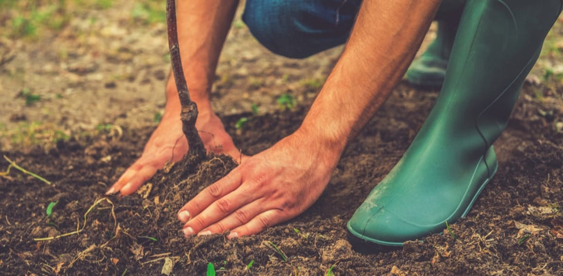 International Day of Forests: A Quick Guide to Tree Planting