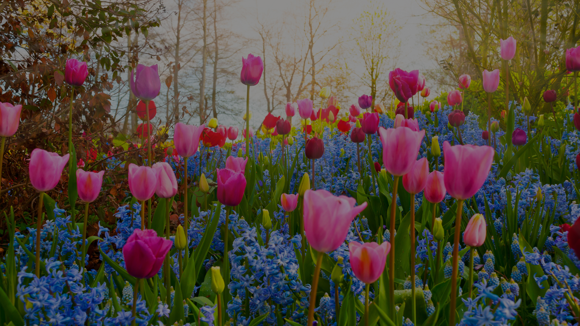 Gardeners' Edition: April Gardening Guide