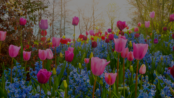 Gardeners' Edition: April Gardening Guide