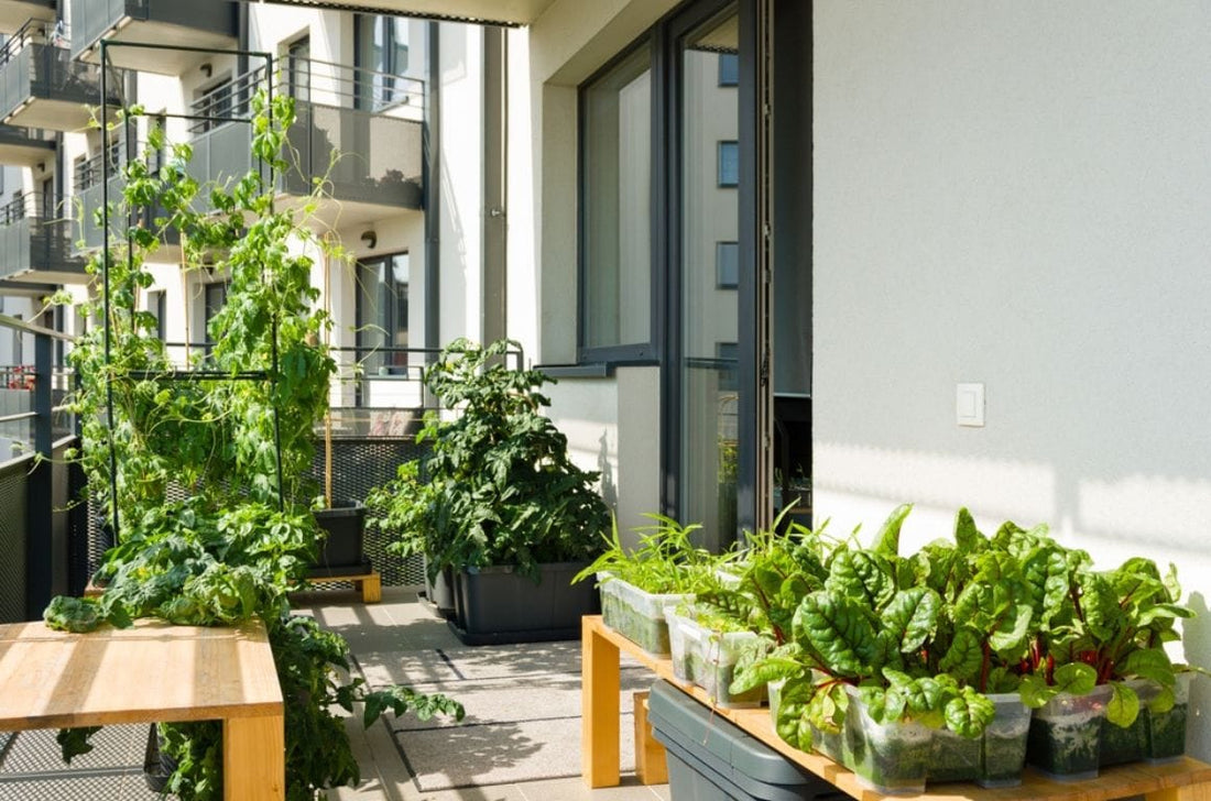 Getting to Grips with Urban Gardening