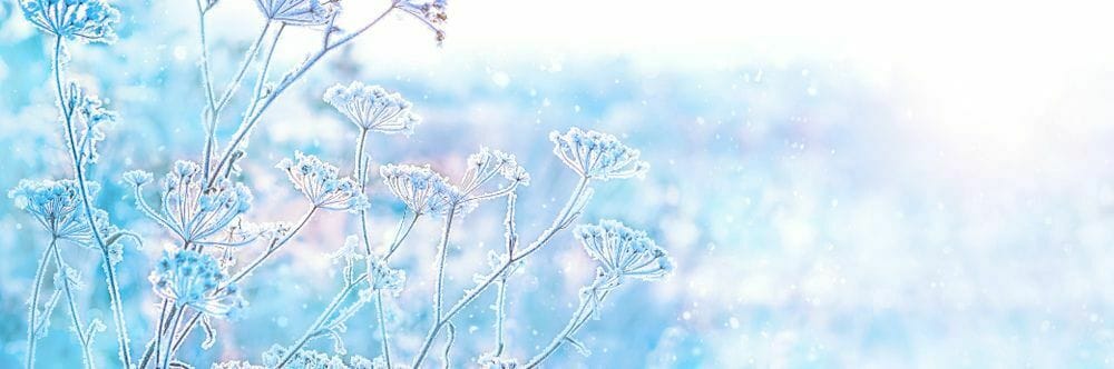 Five Flowering Plants for January and Beyond
