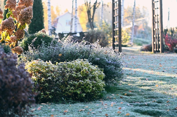 The Perfect Winter Gardening Clean-Up