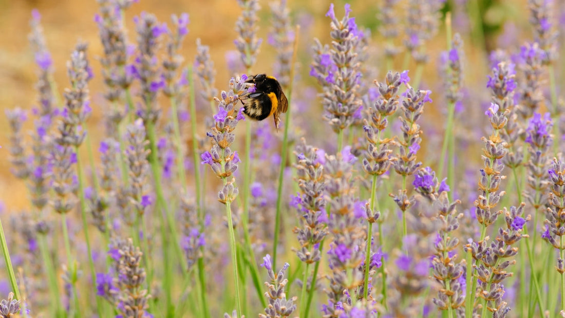 Bumblebee feeding on lavender in a pollen friendly garden