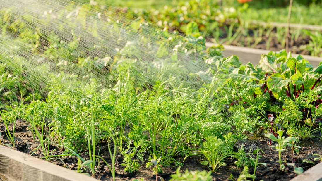 Gardener watering vegetable beds with a garden hose in early morning, soft golden light, dewy soil at plant bases