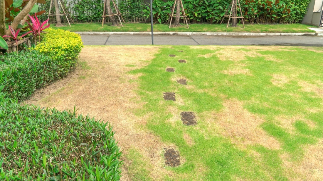Lawn repair after a drought: brown and patchy UK garden lawn in early autumn